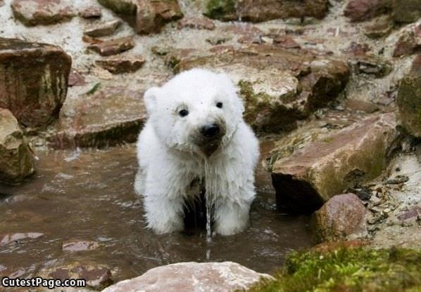 Thirsty Cute Bear