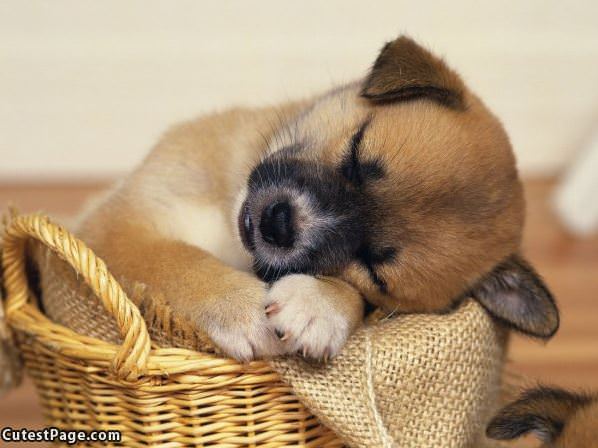 This Basket Makes Me Sleepy