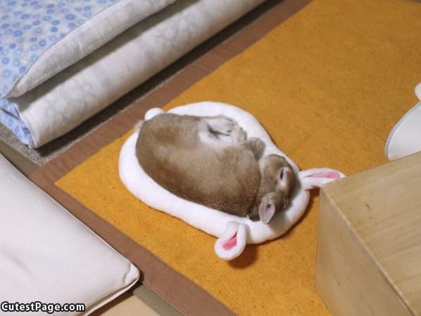 This Bunny Needs A Nap