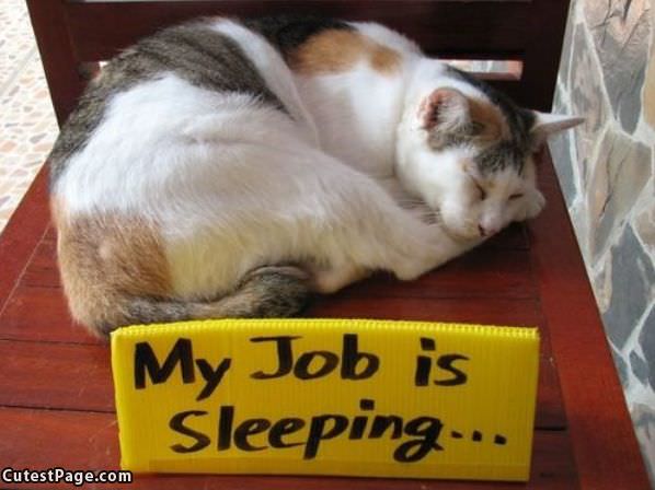 This Cats Job