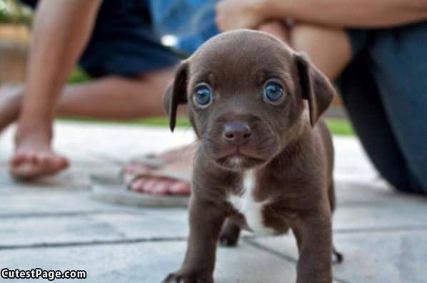 Those Big Puppy Eyes