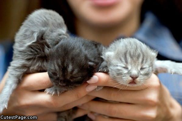 Threee Cute Kittens