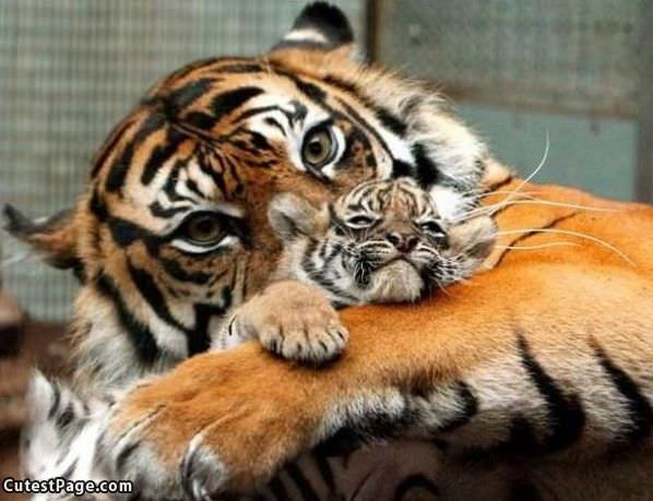 Tiger And Cub