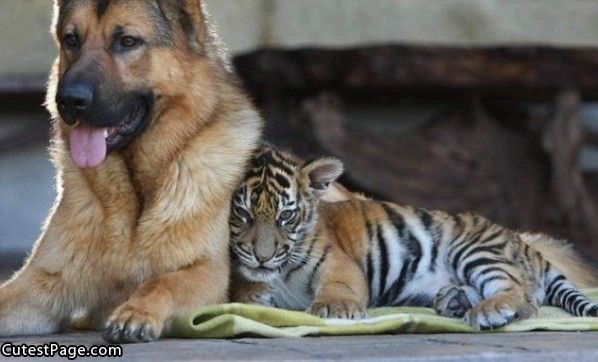 Tiger And Cute Dog