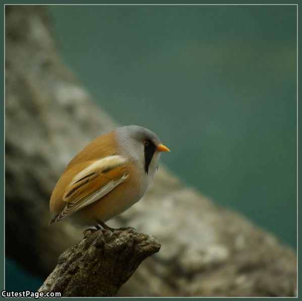 Tiny Bird