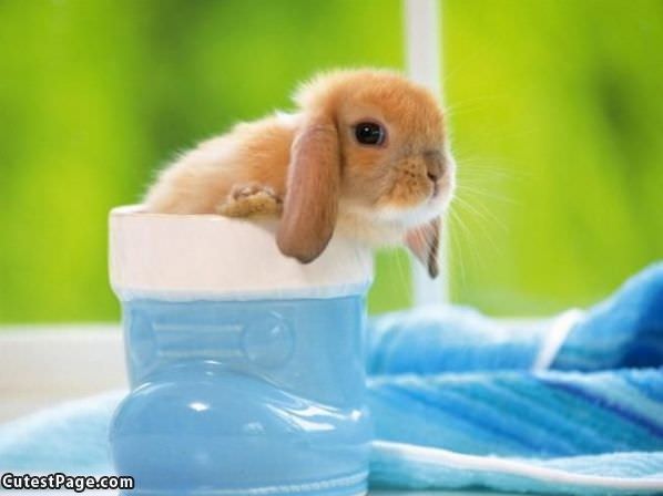 Tiny Cute Bunny