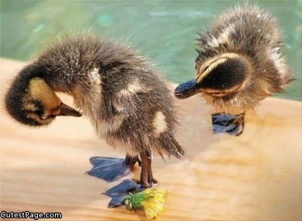 Tiny Cute Duckies