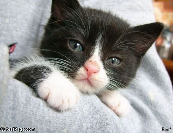 Tiny Cute Kitten Face
