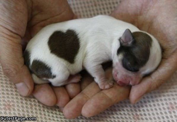 Tiny Cute Puppy