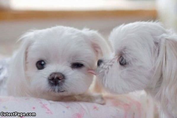Tiny Cute Puppy Kiss