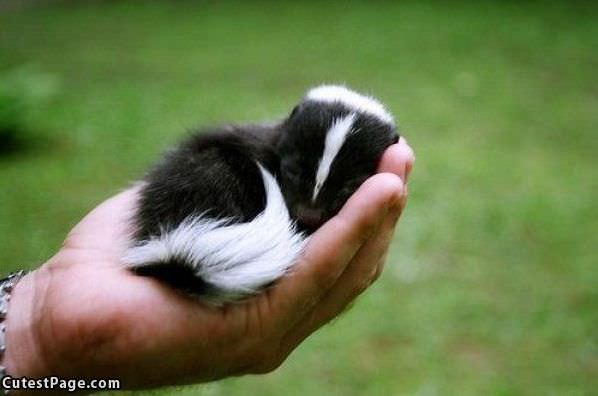 Tiny Cute Skunk
