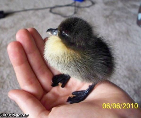 Tiny Ducky
