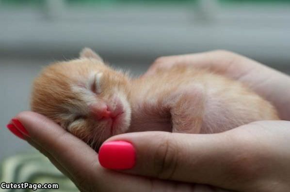 Tiny Kitten Is Small