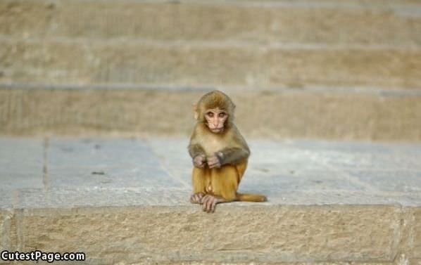 Tiny Monkey Is Tiny