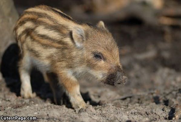 Tiny Pig