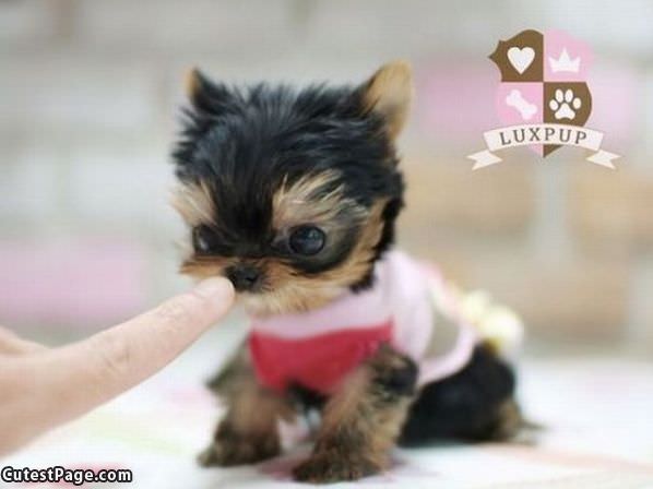 Tiny Pup