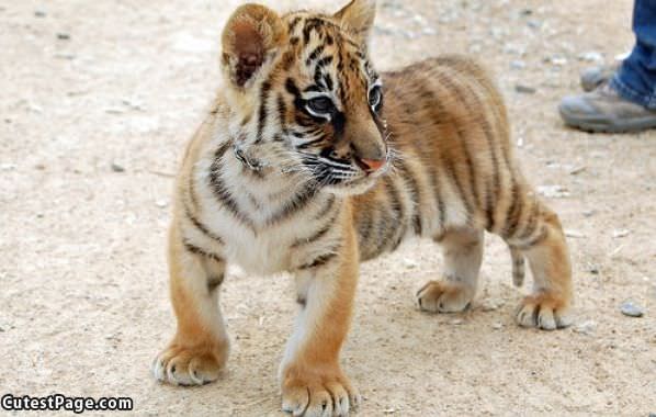 Tiny Tiger