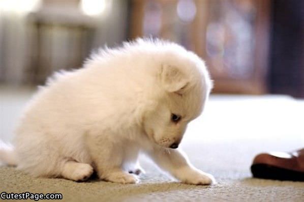 Tiny White Cute Puppy