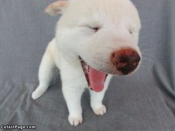 Tiny Yawn