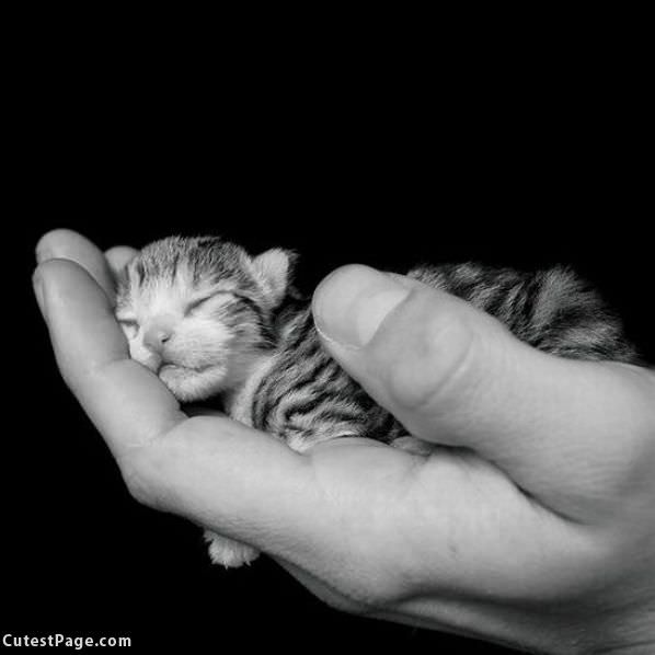 Tinyest Kitten