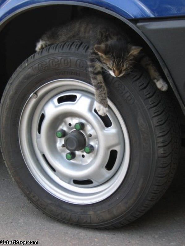 Tire Cat