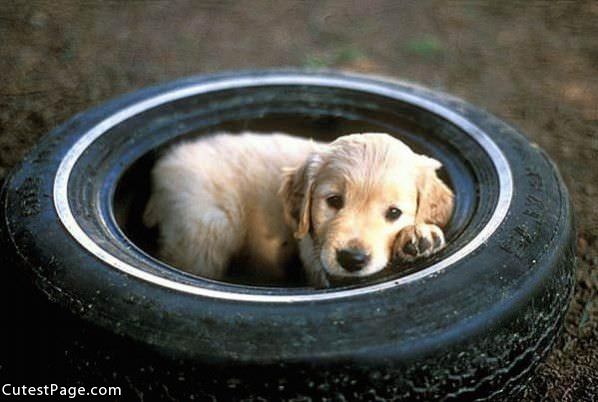 Tire Cute Puppy