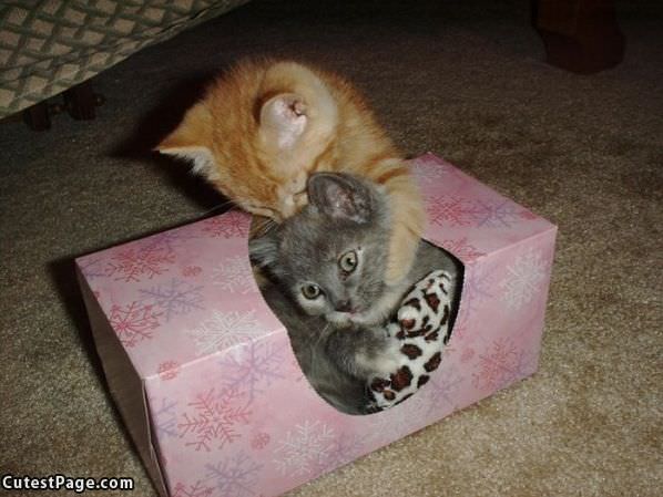 Tissue Kittens
