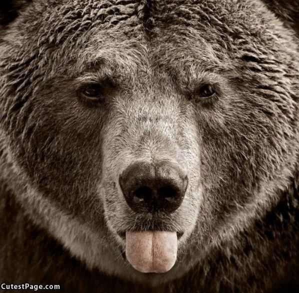 Tongue Out Bear