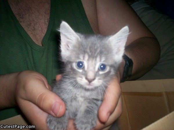 Too Cute Kitten