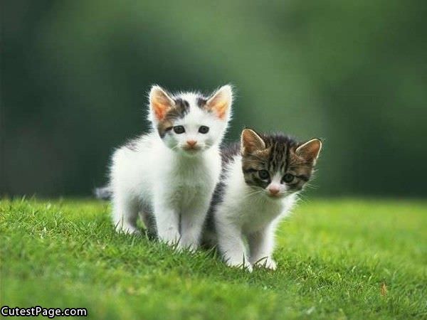 Too Cute Kittens