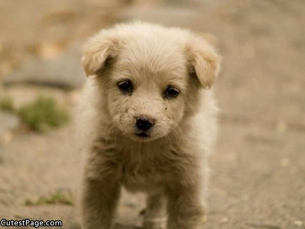 Too Cute Puppy