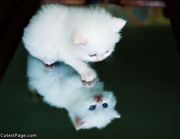 Too Cute White Kitten