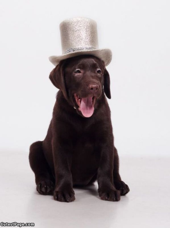 Top Hat Puppy