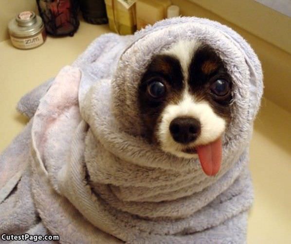 Towel Cute Dog