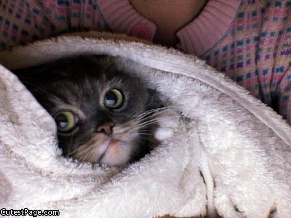 Towel Cute Kitten