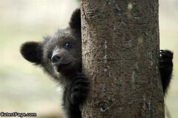 Tree Cute Bear