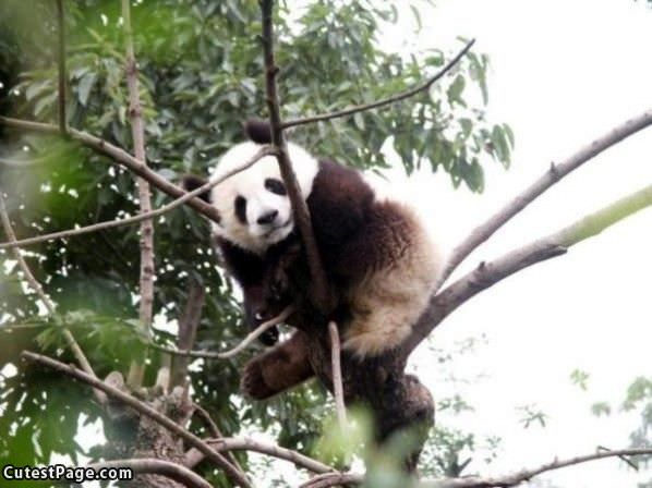 Tree Cute Panda