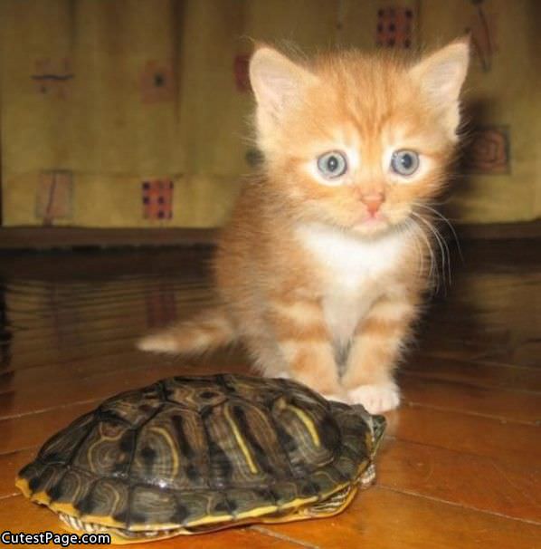 Turtle And Cute Kitten