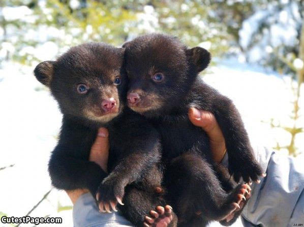 Twin Cute Bears