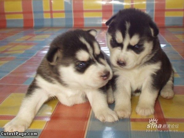 Twin Puppies