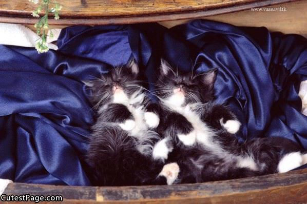 Twin Sleeping Cats