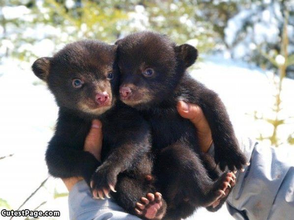 Two Cute Bears