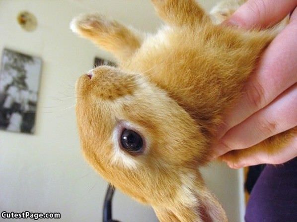 Upside Down Cute Bunny