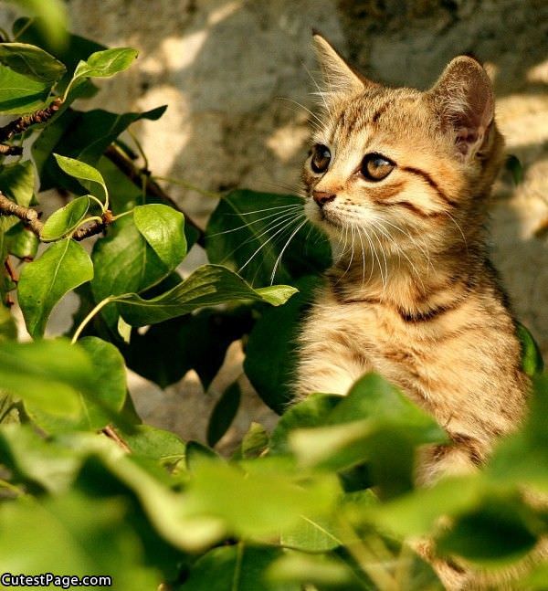 Very Cute Kitten