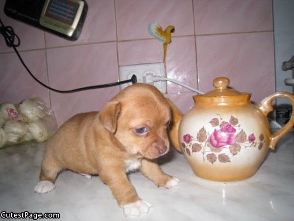 Very Cute Little Puppy