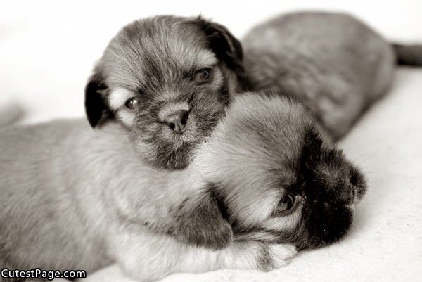 Very Cute Puppies