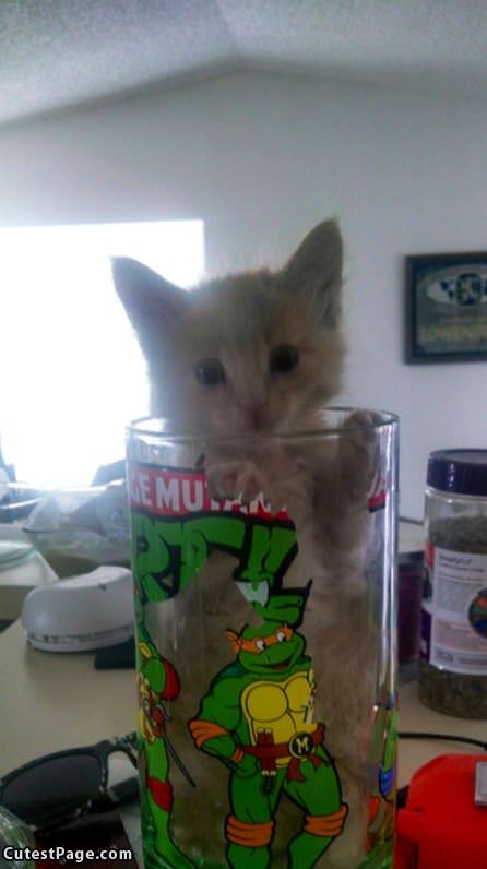 Very Little Glass Of Kitten