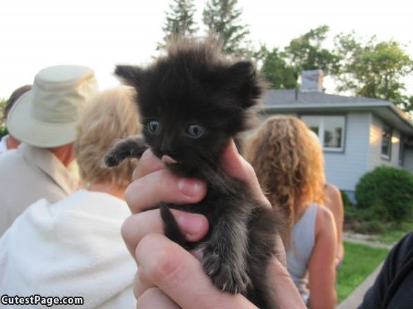 Very Little Kitten