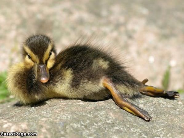 Very Relaxed Ducky