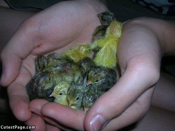 Very Tiny Chicks